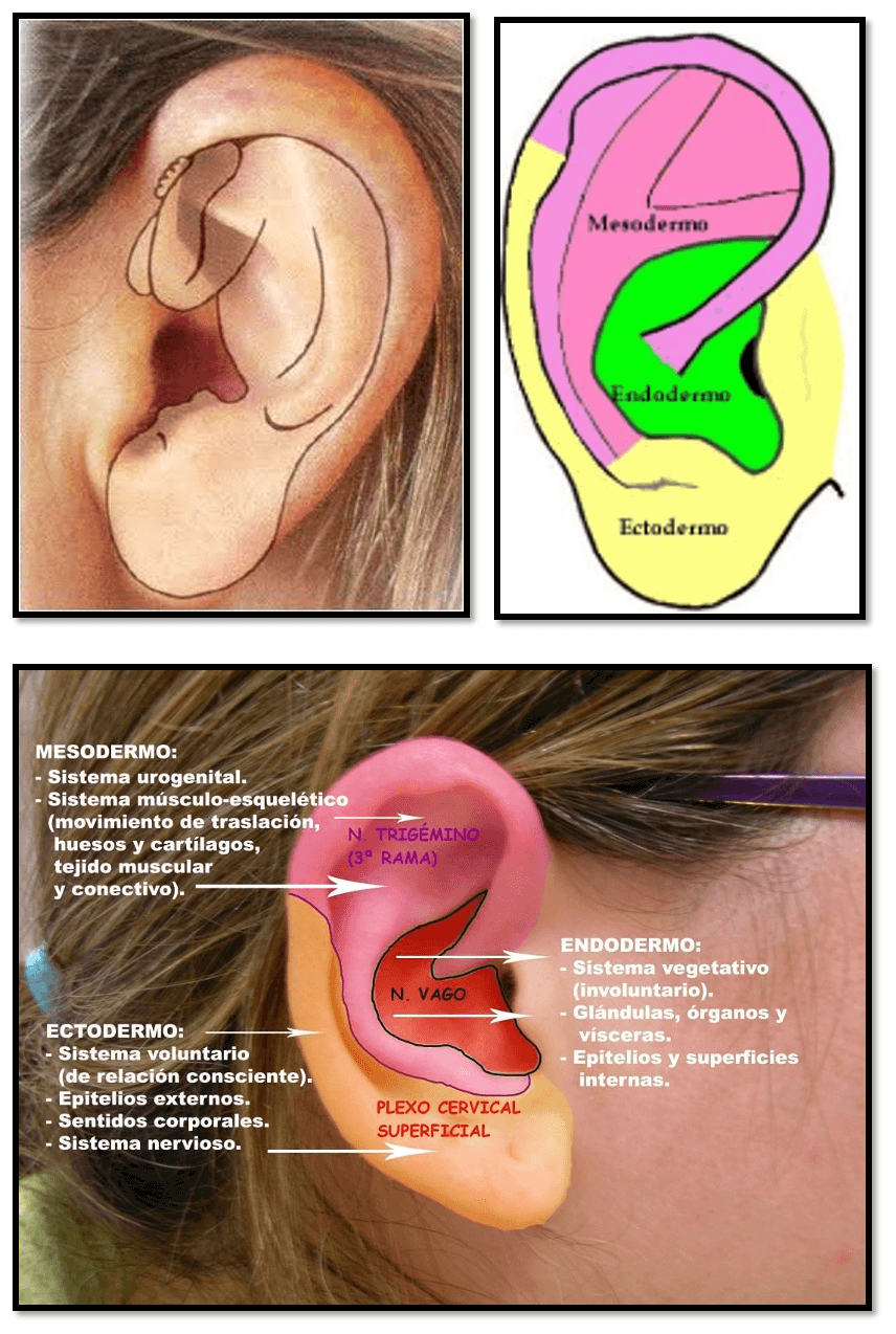 Auriculoterapia Médica y Neuromodulación (1)