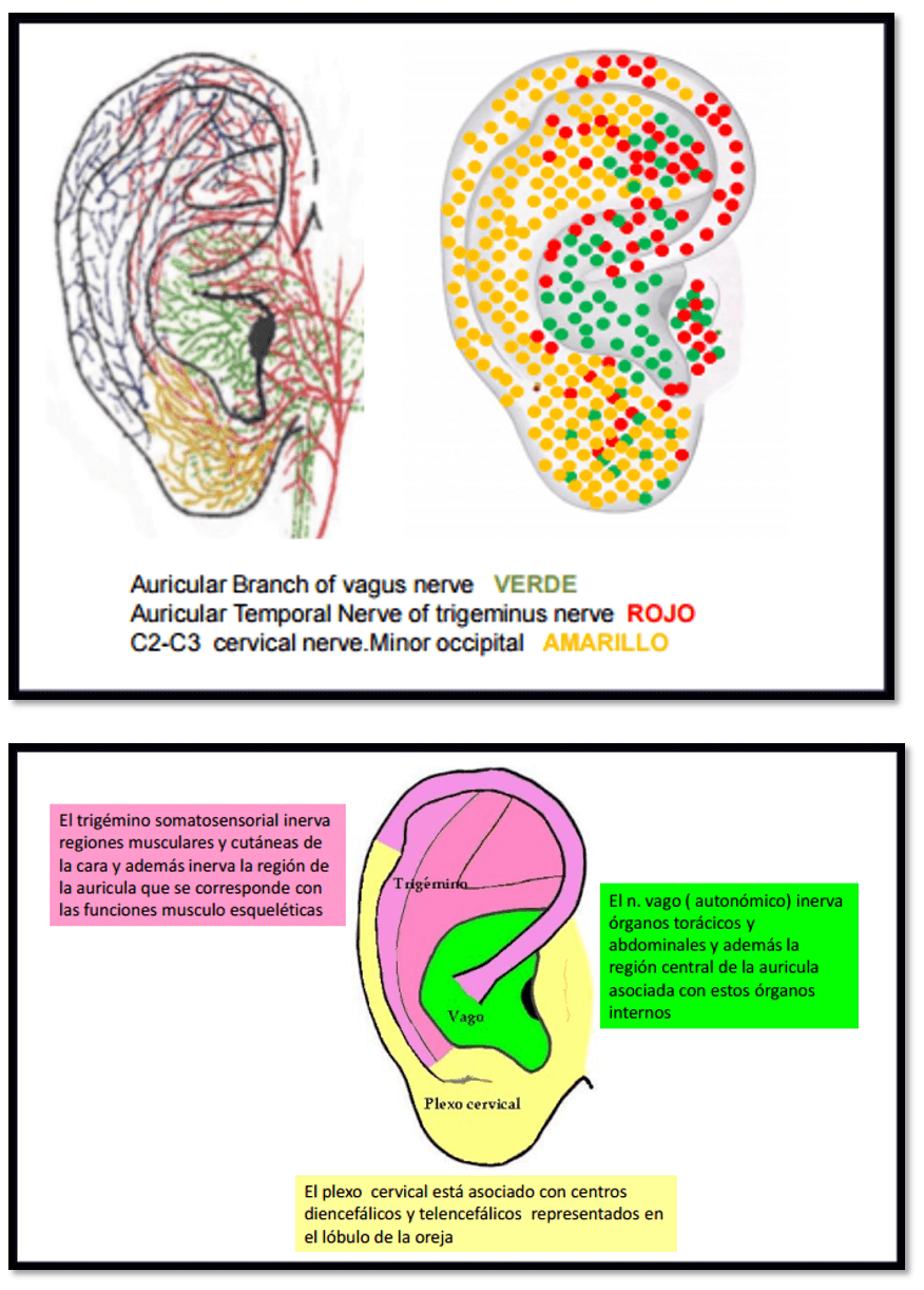 Auriculoterapia Médica y Neuromodulación-2