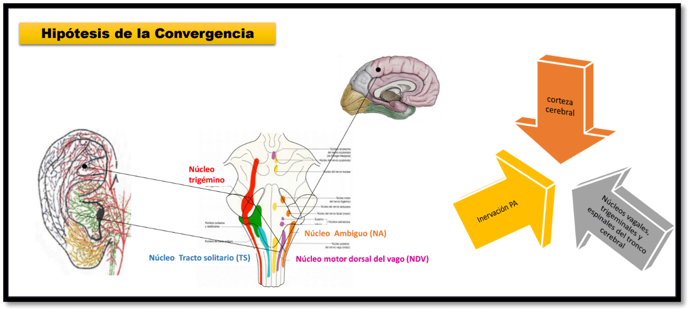 Auriculoterapia Médica y Neuromodulación-3
