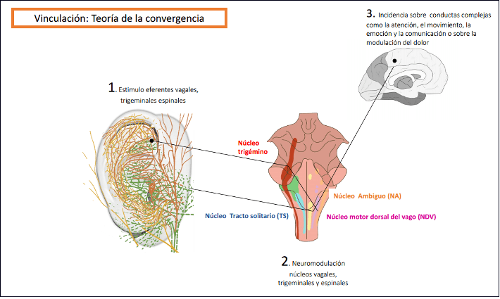 terapia polivagal